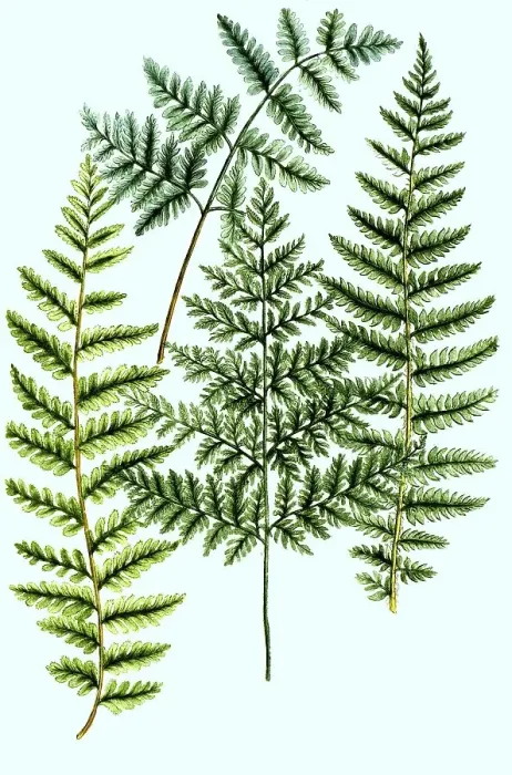 Framed Print : True male-fern (Dryopteris filix-mas) Framed Print : True male-fern (Dryopteris filix-mas)