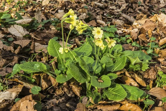 Framed Print : True oxlip (Primula elatior)