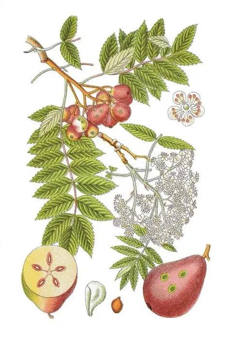Framed Print : True service tree (Sorbus domestica) Framed Print : True service tree (Sorbus domestica)