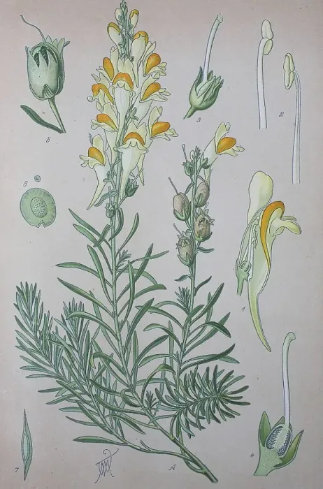 Framed Print : True toadflax (Linaria), plant species of the genus Framed Print : True toadflax (Linaria), plant species of the genus