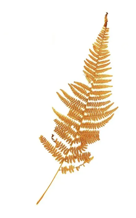Framed Print : True worm fern, synonym: Aspidium filix-mas Framed Print : True worm fern, synonym: Aspidium filix-mas