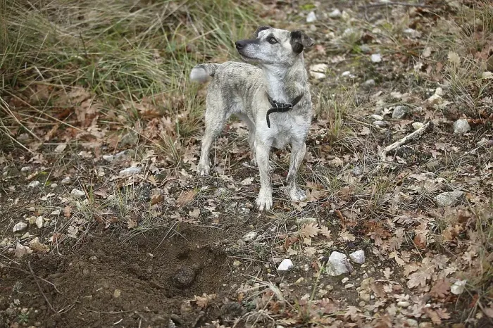 Framed Print : TRUFFLE DOG, TRUFFLE GATHERING IN DROME IN FRANCE