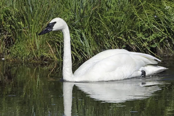 Framed Print : Trumpeter Swan