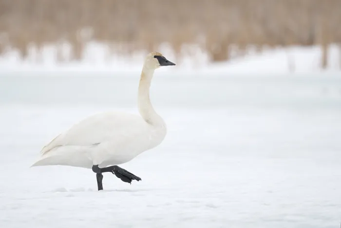 Framed Print : Trumpeter Swan (Cygnus buccinator) calling in snow