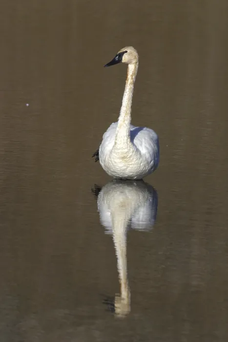 Framed Print : Trumpeter Swan (Cygnus buccinator) Yellowstone Lake