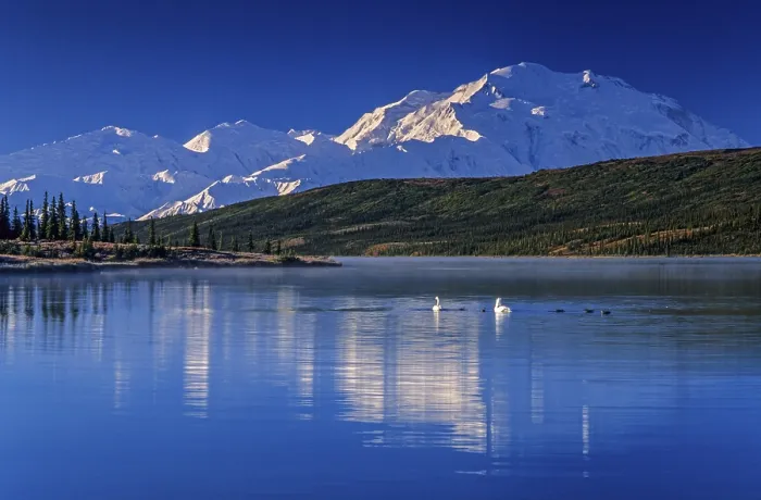 Framed Print : Trumpeter Swans at early morning on Wonder Lake and Denali in the background Framed Print : Trumpeter Swans at early morning on Wonder Lake and Denali in the background