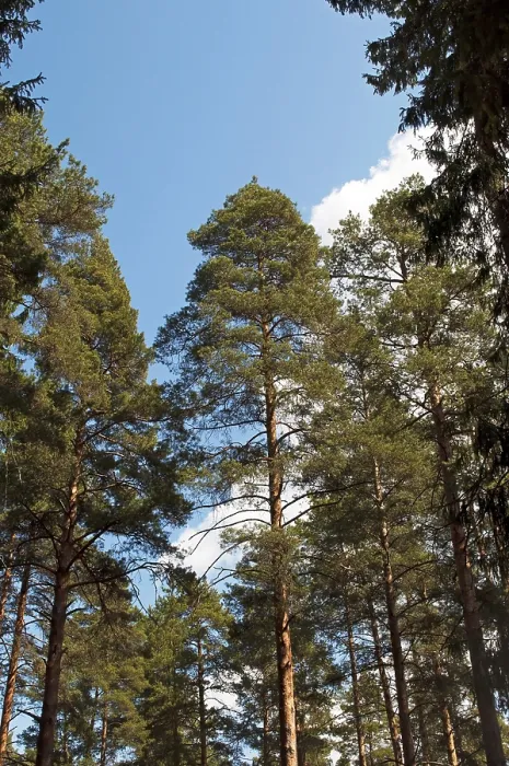 Framed Print : The trunks of the pines against the blue sky in the forest Framed Print : The trunks of the pines against the blue sky in the forest