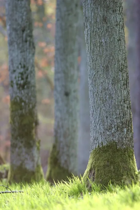 Framed Print : Trunks in the spring forest
