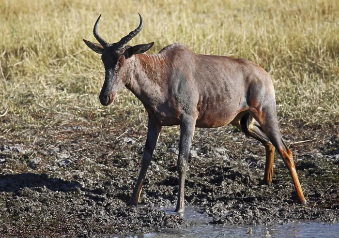 Framed Print : Tsessebe in the mud, sassaby (Damaliscus lunatus)