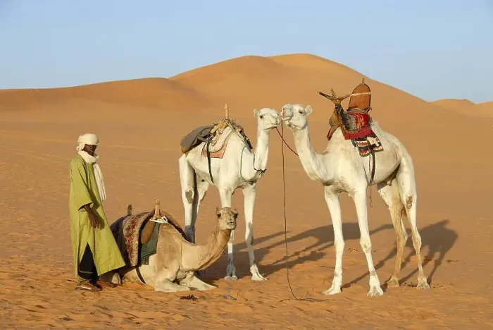 Framed Print : Tuareg stays with camels in desert sand Mandara Libya