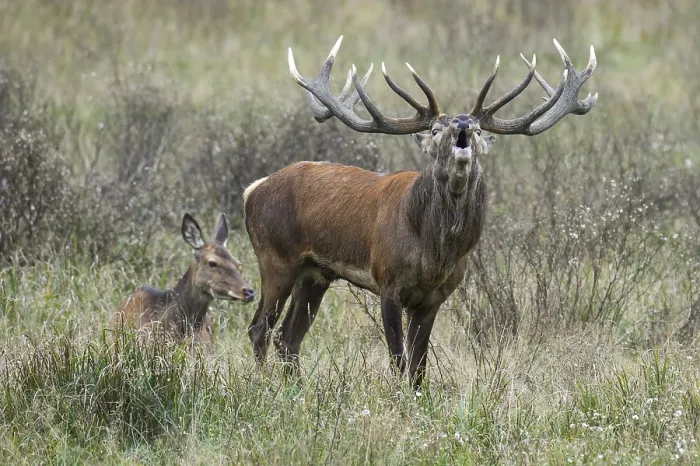 Framed Print : Tube transmitter red deer ( Cervus elaphus) in rut