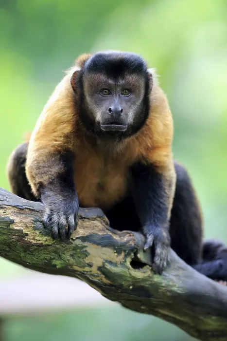 Framed Print : Tufted Capuchin (Cebus apella)
