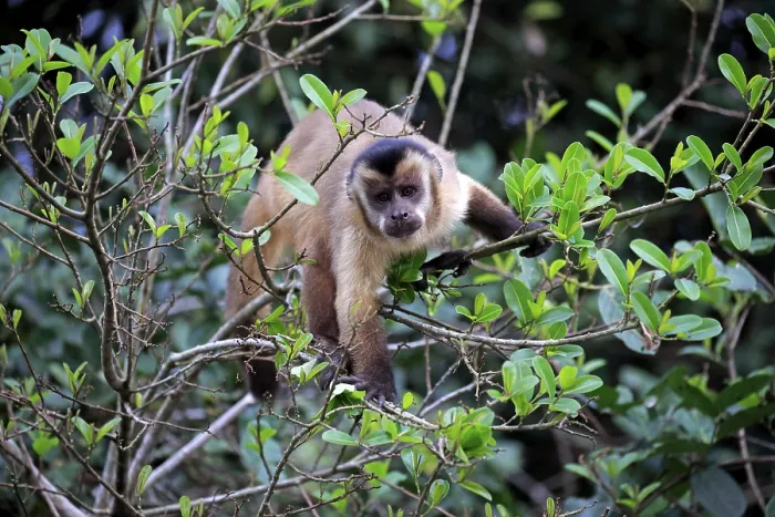 Framed Print : Tufted capuchin (Cebus apella)