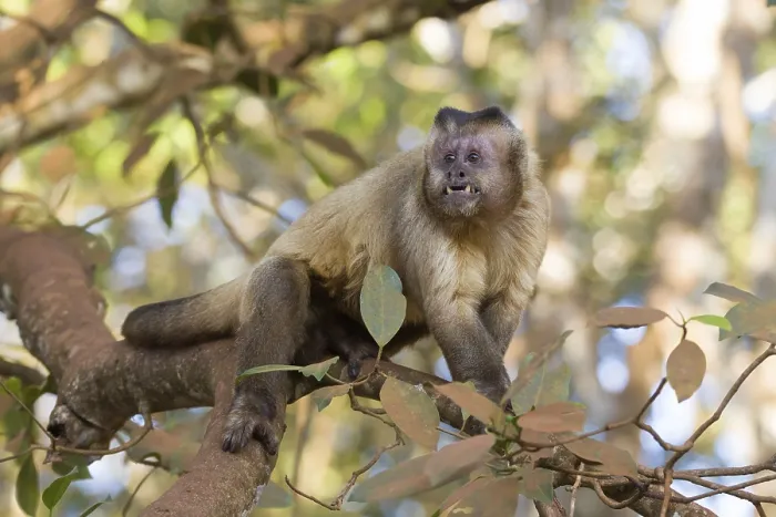 Framed Print : Tufted Capuchin (Cebus apella)