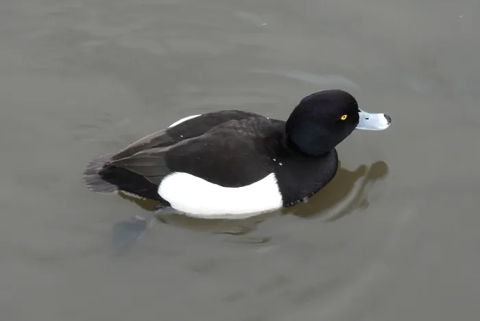 Framed Print : Tufted Duck (Aythya fuligula) Framed Print : Tufted Duck (Aythya fuligula)