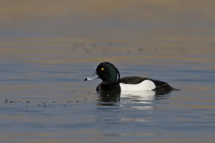 Framed Print : Tufted Duck (Aythya fuligula) Framed Print : Tufted Duck (Aythya fuligula)
