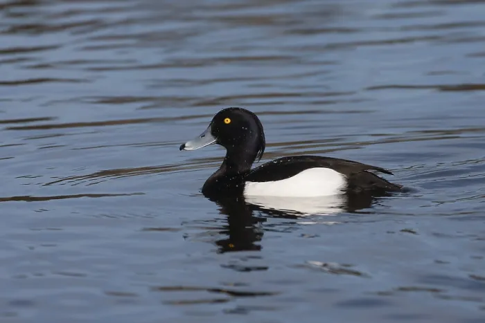 Framed Print : Tufted duck (Aythya fuligula) adult male bird on a lake