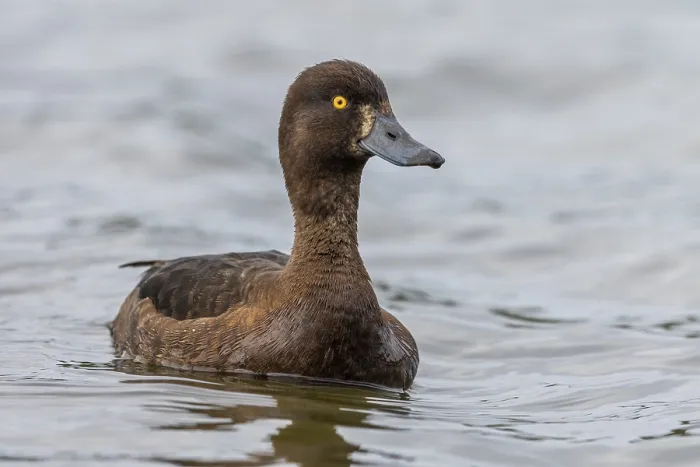 Framed Print : Tufted duck (Aythya fuligula), female Framed Print : Tufted duck (Aythya fuligula), female