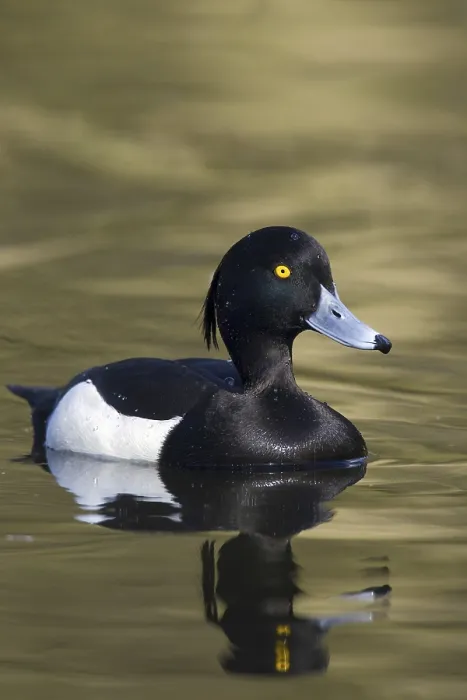 Framed Print : Tufted duck (Aythya fuligula) male swimming in lake