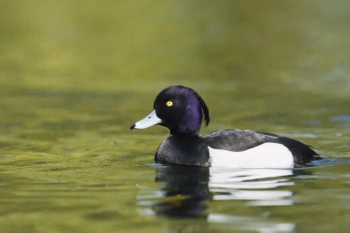 Framed Print : Tufted Duck (Aythya fuligula), swimming drake