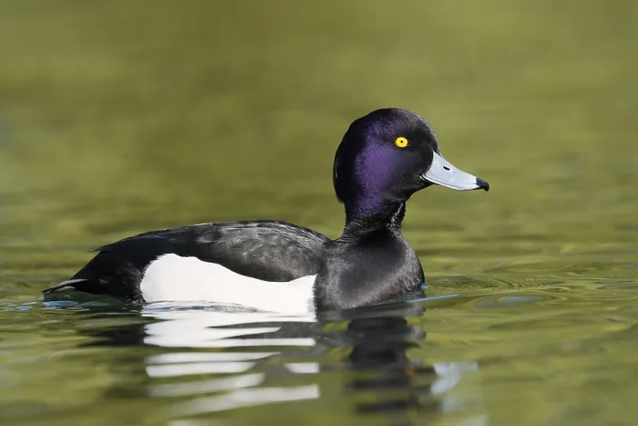 Framed Print : Tufted Duck (Aythya fuligula), swimming drake