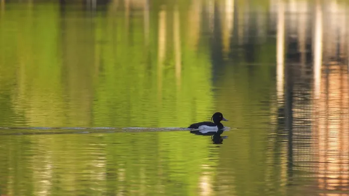Framed Print : A tufted duck (Aythya fuligula) swims on the Hintersee lake in Berchtesgaden National Park