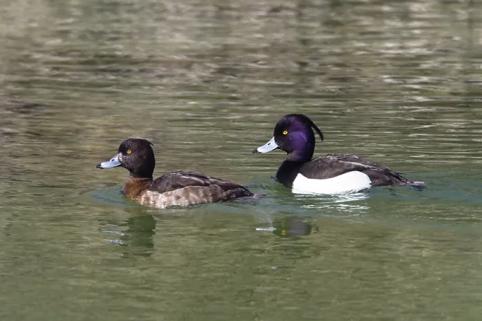Framed Print : Tufted ducks (Aythya fuligula) Framed Print : Tufted ducks (Aythya fuligula)