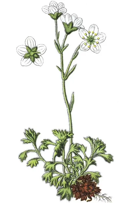 Framed Print : Tufted saxifrage (Saxifraga cespitosa)