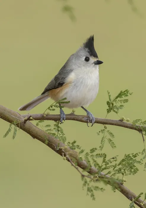 Framed Print : Tufted Titmouse (Baeolophus bicolor)