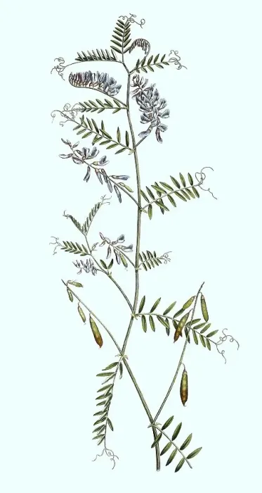 Framed Print : Tufted vetch (Vicia cracca), Historic
