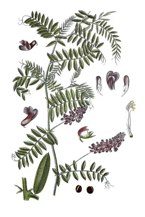 Framed Print : Tufted vetch (Vicia cracca), medicinal plant Framed Print : Tufted vetch (Vicia cracca), medicinal plant