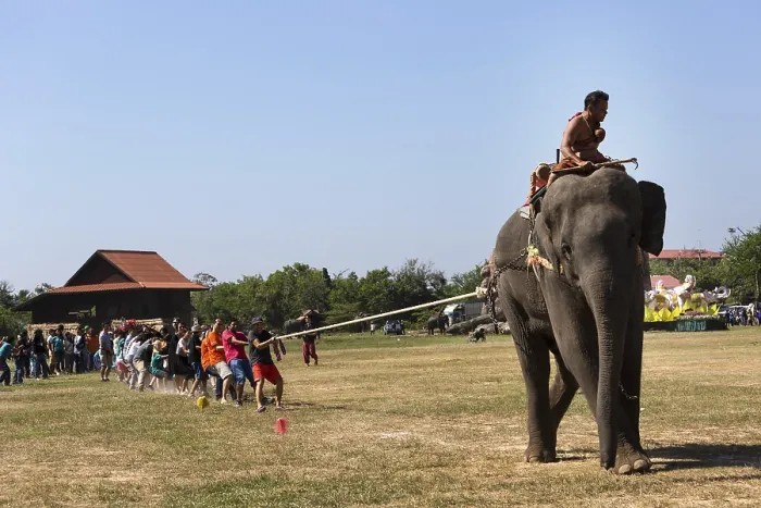 Framed Print : Tug of war with elephant and tourists at the Elephant Festival