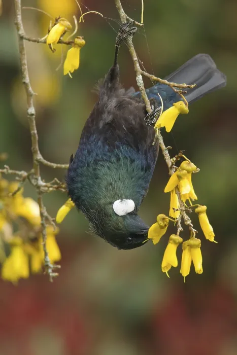 Framed Print : Tui on kowhai flowers Framed Print : Tui on kowhai flowers