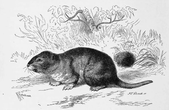 Framed Print : Tukotuko, Magellanic crested rat