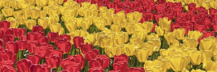 Framed Print : Tulip fields in spring, South Holland, Netherlands Framed Print : Tulip fields in spring, South Holland, Netherlands