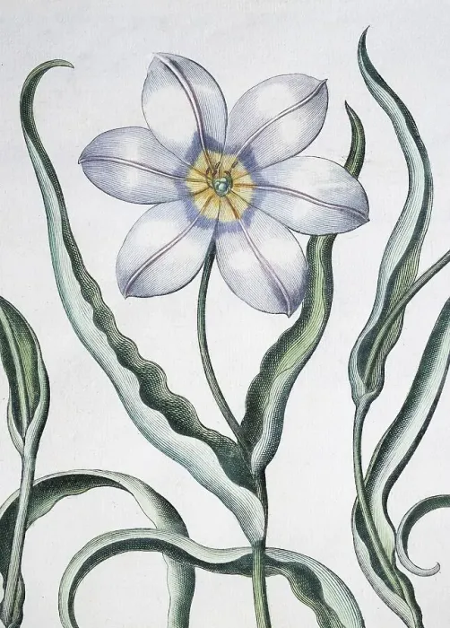 Framed Print : Tulip (Tulipa), detail, hand-coloured copper engraving by Basilius Besler