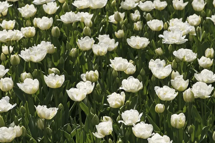 Framed Print : Tulipa Mount Tacoma