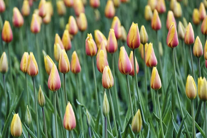 Framed Print : Tulipa polychroma (Tulipa), colourful tulip bed