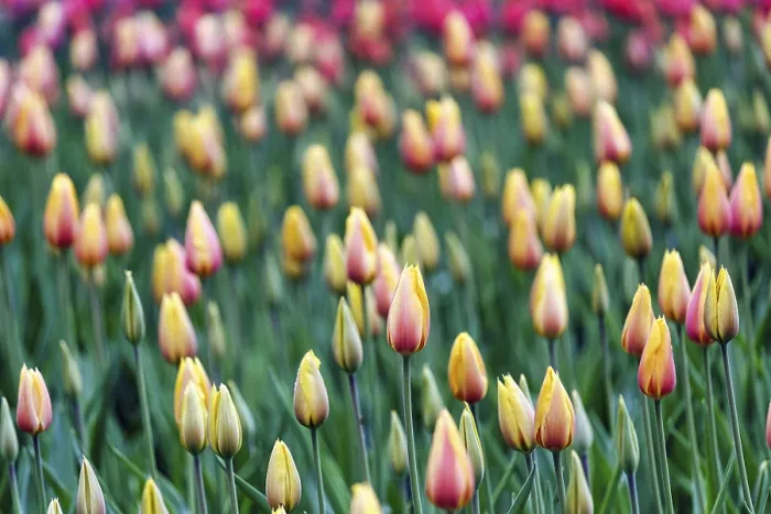 Framed Print : Tulipa polychroma (Tulipa), colourful tulip bed Framed Print : Tulipa polychroma (Tulipa), colourful tulip bed