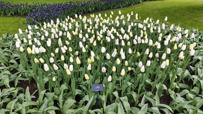 Framed Print : Tulipa polychroma (Tulipa), tulip bed Framed Print : Tulipa polychroma (Tulipa), tulip bed