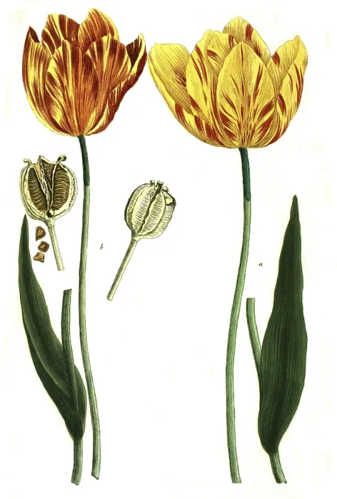 Framed Print : Tulips, a. tulipa lutea, b. tulipa lutea maculis rubentibus
