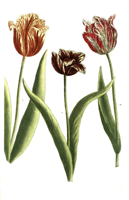 Framed Print : Tulips, a. Tulipa lutea sanguinis, b