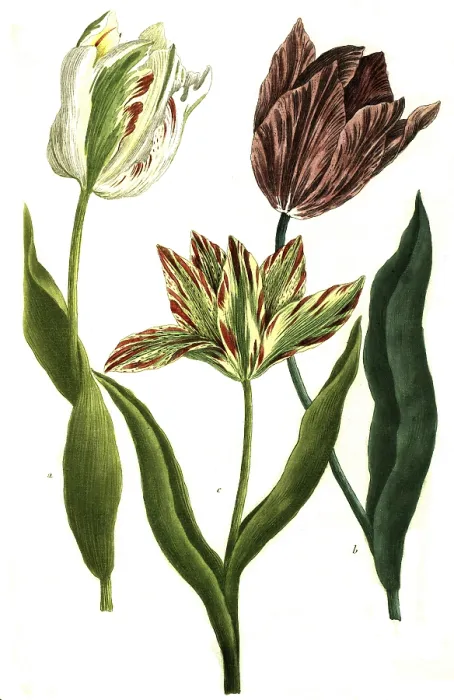 Framed Print : Tulips, a. tulipa monstrosa, b Framed Print : Tulips, a. tulipa monstrosa, b