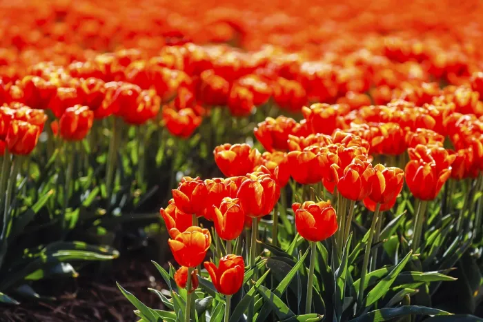 Framed Print : Tulips blooming in a tulip field Framed Print : Tulips blooming in a tulip field
