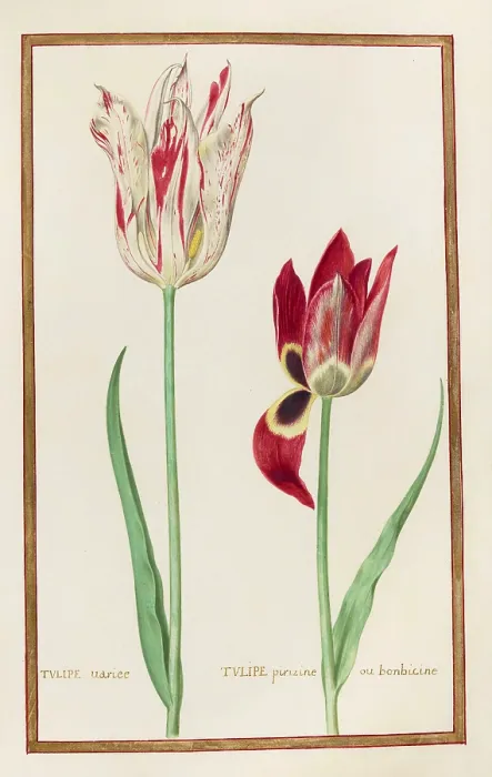 Framed Print : Tulips, Historical, digitally enhanced reproduction from Theatrum florae (1624) by Daniel Rabel (1578 - 1637) Framed Print : Tulips, Historical, digitally enhanced reproduction from Theatrum florae (1624) by Daniel Rabel (1578 - 1637)
