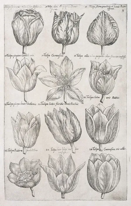Framed Print : Tulips (Tulipa), copperplate engraving by Emanuel Sweerts Framed Print : Tulips (Tulipa), copperplate engraving by Emanuel Sweerts