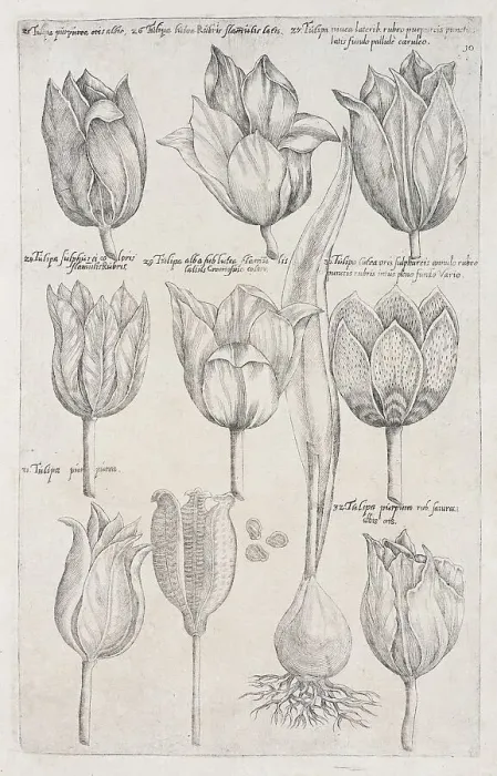 Framed Print : Tulips (Tulipa), copperplate engraving by Emanuel Sweerts