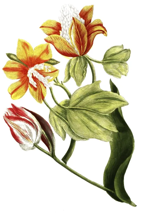 Framed Print : Tulips, Tulipa ex albo and Tulipa virginiana