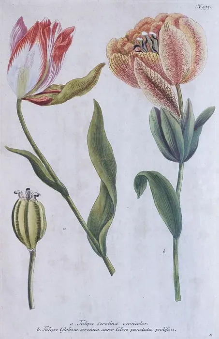 Framed Print : Tulips (Tulipa) by Johann Wilhelm Weinmann