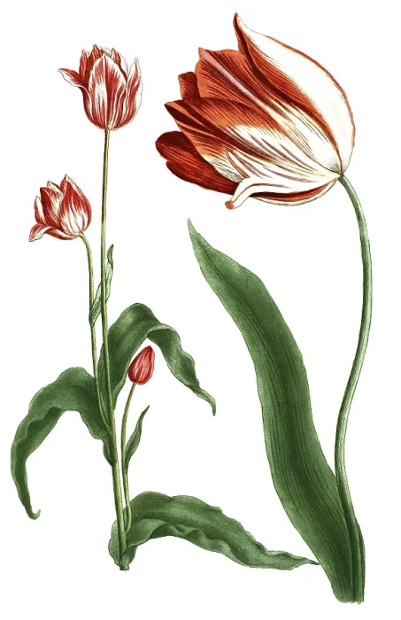 Framed Print : Tulips, Tulipa major and Tulipa polanthos